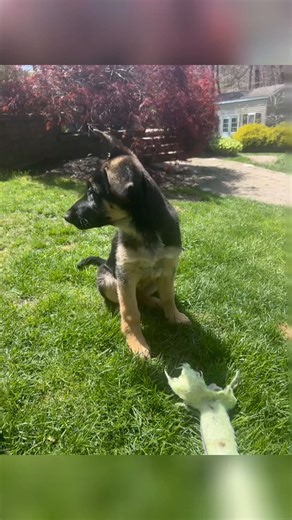 Happy 2nd Birthday to our sweet girl Bella ! 💗🥳🎂🎈#dogsoftiktok #germanshepherdsoftiktok #lifewithagermanshepherd