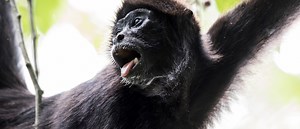 Refuge for the Brown-headed Spider Monkey – Rainforest Trust