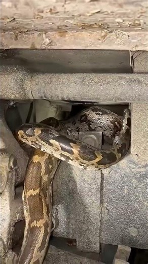 😱ट्रक में 10फीट लबा साँप घुस गया 😱 वेट फोर इंड 😱😱