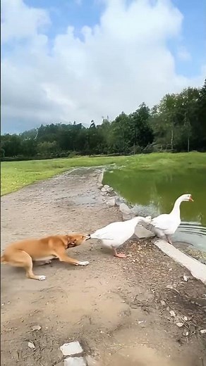 Dog Tries to Play with Geese... Gets a Hilarious Loud Honking Warning! 🦢🐶