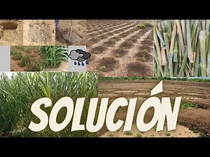 Cómo Sembrar pasto de corte SIN RIEGO | Más Forraje en Sequía con Zai Pits y Tumbukiza