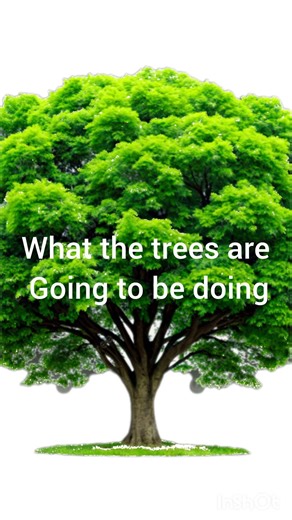 the trees exploding during the snow storm #snowstorm #storm #exploding #tree