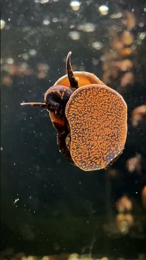 Blueberry Snail - Gives Live Birth!!