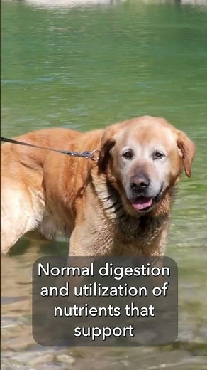 Why is Cognitive Support Important for Senior Pets?