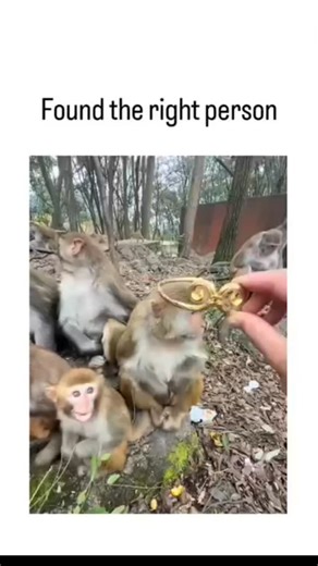 @trending_contents_io on Instagram: "The post features a 27-second video of a person gently placing a golden crown on a wild macaque monkey in a forested area, with the monkey sitting calmly amid peers, captioned "Found the right person" to humorously suggest a perfect fit for kingship. High engagement—nearly 100,000 likes and 3.4 million views—stems from the video's wholesome, viral appeal, blending animal interaction with cultural nods to Sun Wukong, the crowned Monkey King from the 16th-centu