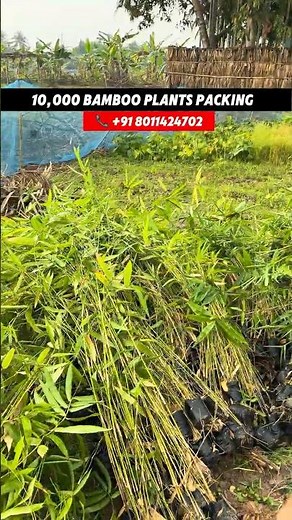 Buy Bamboo Plants Online | 5ft Tall Bamboo Plants | Cheapest Price Guaranteed #bamboo #farming