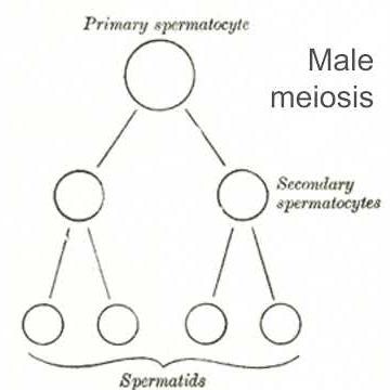 Male Meiosis Process Explained USMLE Step 1 High Yield Review Spermatogenesis Biology Medical Revew