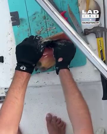 The conch shell contains so much meat 😮🐚 | LADbible Australia