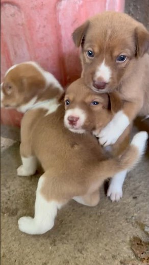 Anak anjing imut dan lucu