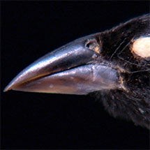 Activity for The Beak of the Finch