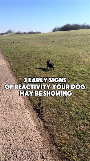 Effective Strategies for Reacting to Reactive Dogs