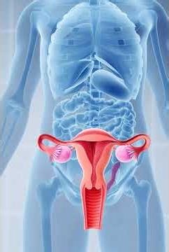 Female Reproductive System in 3D | Inside Human Body Animation | Anatomy Explained #anatomy3d