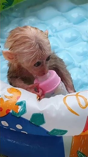 Rainfall Fun in the Mini Pool! #monkey #babymonkey #cute
