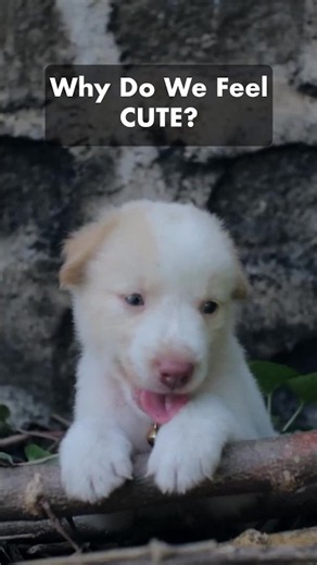 Why Do We Feel CUTE? 🐶 #facts #science #animals