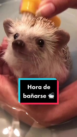 Cómo bañar a tu erizo de manera adecuada