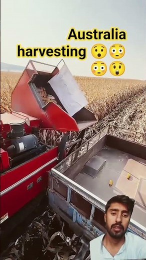 Australia harvesting farming #agriculture #villagelife#farming #factshorts