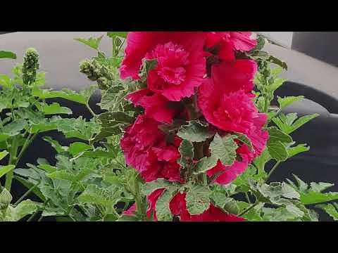 Why You Should Grow Hollyhocks in Your Garden