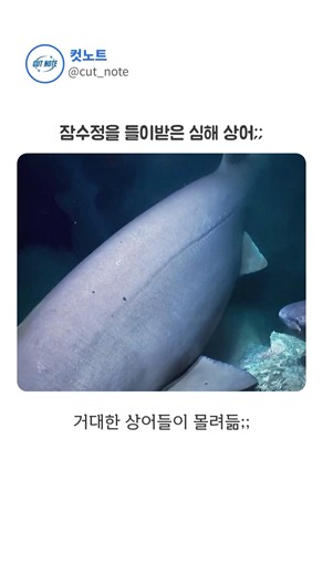 The Real Reason a Deep-Sea Shark Attacked the Submersible