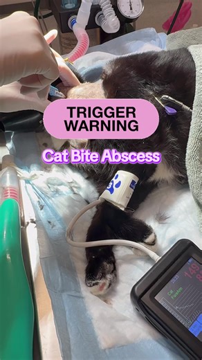 Understanding Cat Teeth and Bite Abscesses