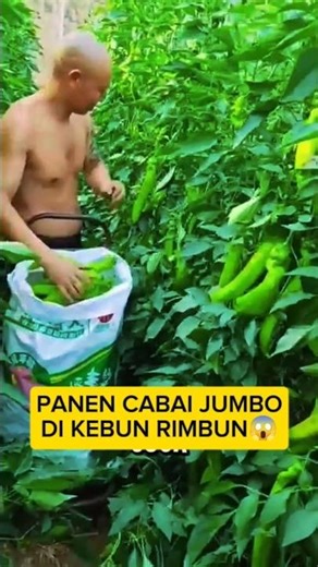 harvesting rare jumbo chilies #shorts #creative