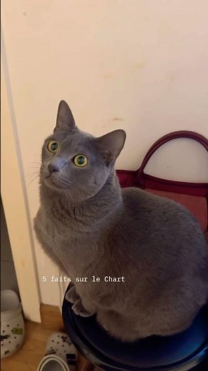 The Chartreux is known to be one of the calmest cats among feline breeds. 🐈‍⬛#cat