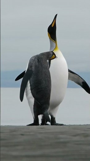 King Penguin Vocalizations 🐧 Penguin Calls, Sounds & Symbolism🐧