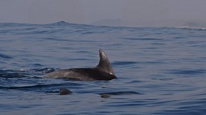 Amazing Closeup Dolphins Swimming Play Surf Stock Footage Video (100% Royalty-free) 3608271657 | Shutterstock