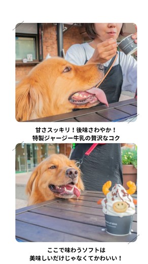 【入場・駐車場無料】愛犬と絶景散歩＆濃厚ソフトが楽しめる神スポット！#shorts #犬とお出かけ #犬連れ旅行 #八ヶ岳 #ペットと泊まれる貸別荘 #貸別荘ゆがふ #まきば公園 #ゆがふ八ヶ岳