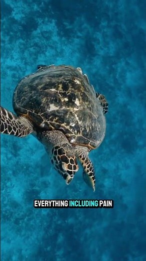Turtles Can Feel Touch Through Their Hard Shells #animalfacts #sciencefacts