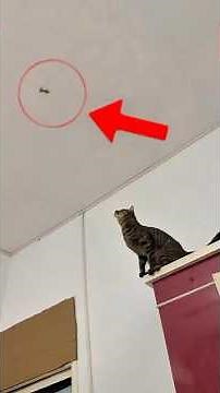 Ini dia beneran nekat😭 #shorts #kisah #viral