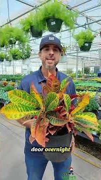 Keep Your Croton Thriving