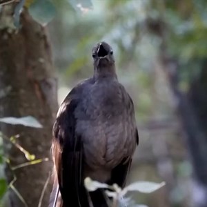 Good morning #Birds & #Nature! | BIRDS & Nature