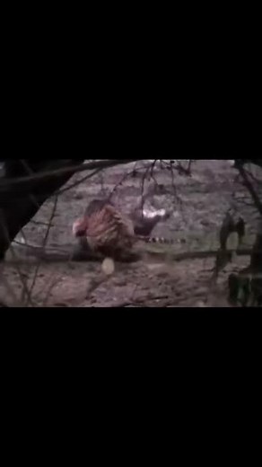 When Legendary Tigress Machli kills 14 foot long Crocodile Location : Ranthambore National Park