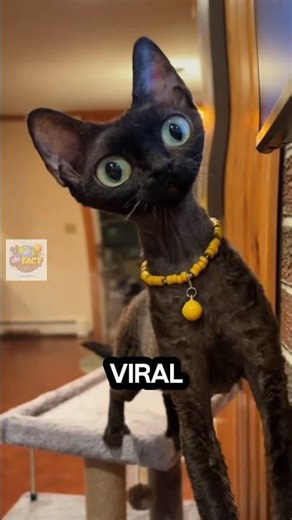 do you think this cat looks like an alien ⁉️