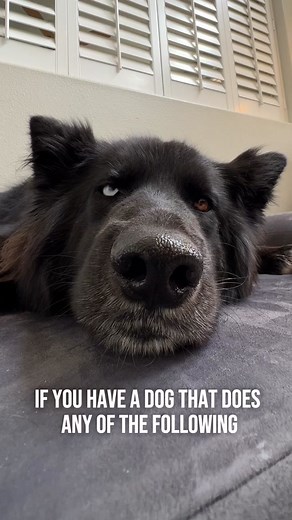 Big Barker USA Dog Bed Review