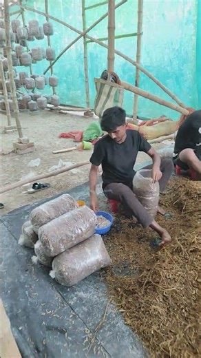 Oyster Mushroom Bed Preparation #oystermushroomfarm #mushroomcultivation #mushroomgrowing