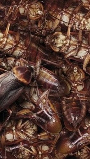 POINTE PEST on Instagram: "🤢 More common than bites? Spreading bacteria like salmonella or E. coli. Triggering asthma and allergies—especially in kids. Contaminating food, surfaces, and even toothbrushes. 😬"