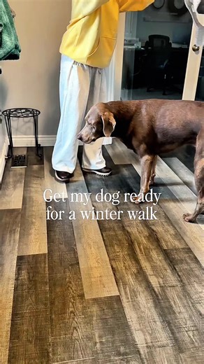 Cold walks? Make your dog more comfortable in this cute faux fur puffer jacket for pups @ShopHDE #dogcoat #petsupplies #dogmomsoftiktok #labradorretriever #dogsoftiktok