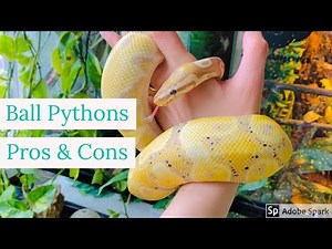 Ball Pythons Pros & Cons
