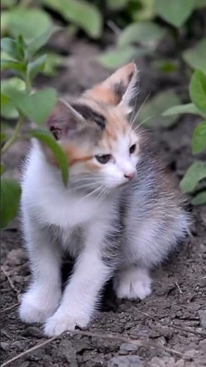 why cats rub against you #pets #cat #cat