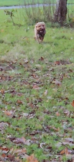 Barney, Grace and Bella | Pawprints Dog Walking