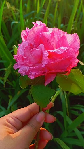 🪷🪷 | Endless Story