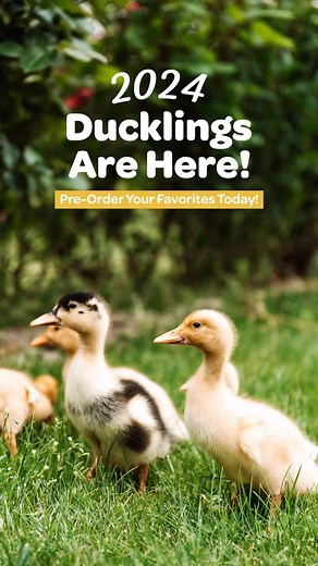 🚨Our 2024 Duckling inventory is now open for pre-orders! 🚨 Make sure you reserve your ducklings today to be sure you get your top picks!❤️🦆 https://bit.ly/3TTyiUA 🦆 🦆 🦆 🦆 🦆 #mypetchickenofficial #mypetchicken #pet #backyardchickens #chickens#chickensofinstagram #ducksofinstagram #pekins #buffducks #swedishblueducks #fawnandwhiterunners #2024ducklinginventory #exciting #newbreedsavailable #magpieducks #blackmuscovyducks #greatadditiontoflock #getyoursnow | My Pet Chicken