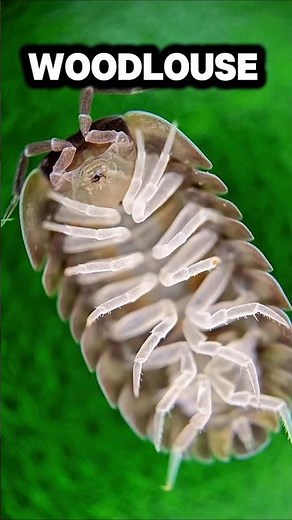 Woodlouse Under the Microscope | Extreme Close-Up of Pill Bug (Isopod) #rolypoly #isopod #woodlouse