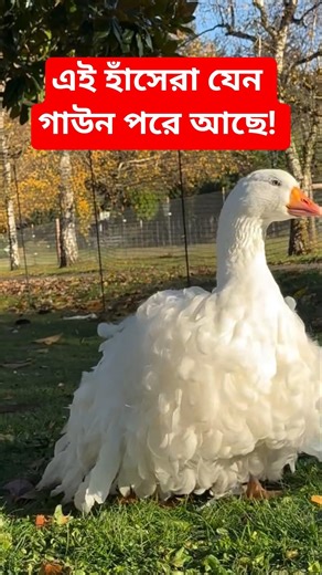 Goose wearing a gown? Sebastopol goose #sebastopol #goose