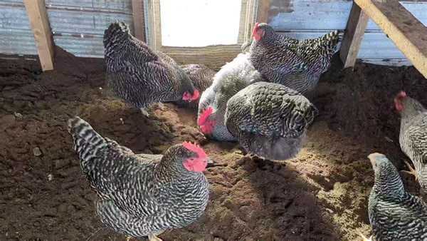 66K views · 4.5K reactions | Meanwhile in the barred rock coop Big Daddy is digging the girls a hole to China. | Cajun Creek Farm | Facebook
