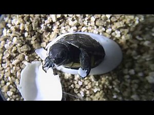 Tiny endangered turtle comes out of its shell