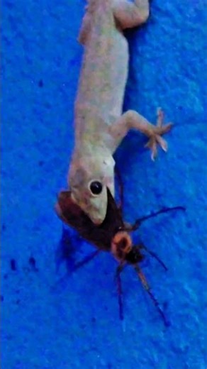 Lizard vs Cockroach Real Fight | Cockroach Escape Attempt Caught on Camera 🦎🪳 | Survival Battle