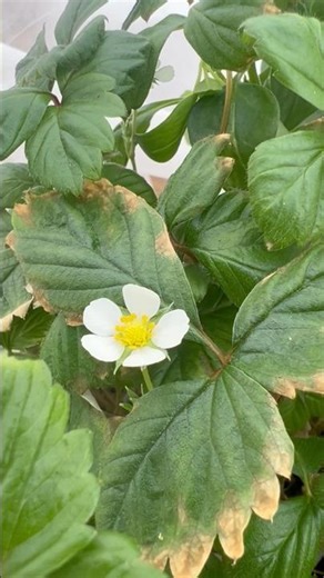 COLD FRAME: First bloom during the blizzard? 👀🍓
