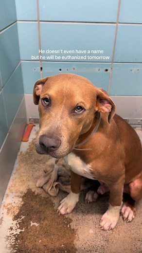 Adopt Jude: A Staffordshire Mix Rescue Dog